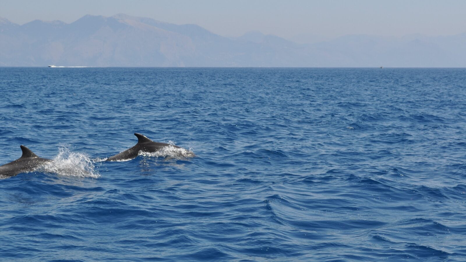 dolphins swimming in the sea